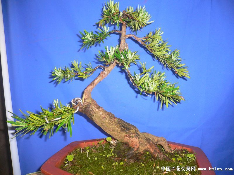 昆山的兰友要我发的我的雀舌罗汉松-盆景园艺