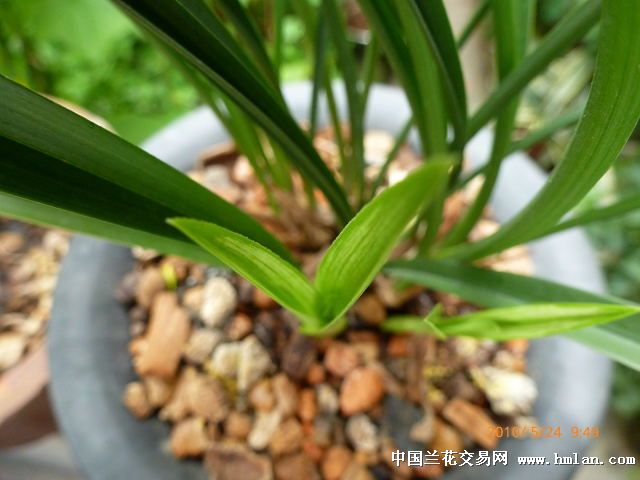 铁骨银针.-石斛兰-中国兰花交易网社区