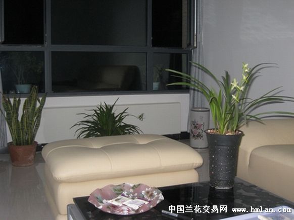 铁骨素开花实践经验-种养心得-中国兰花交易网