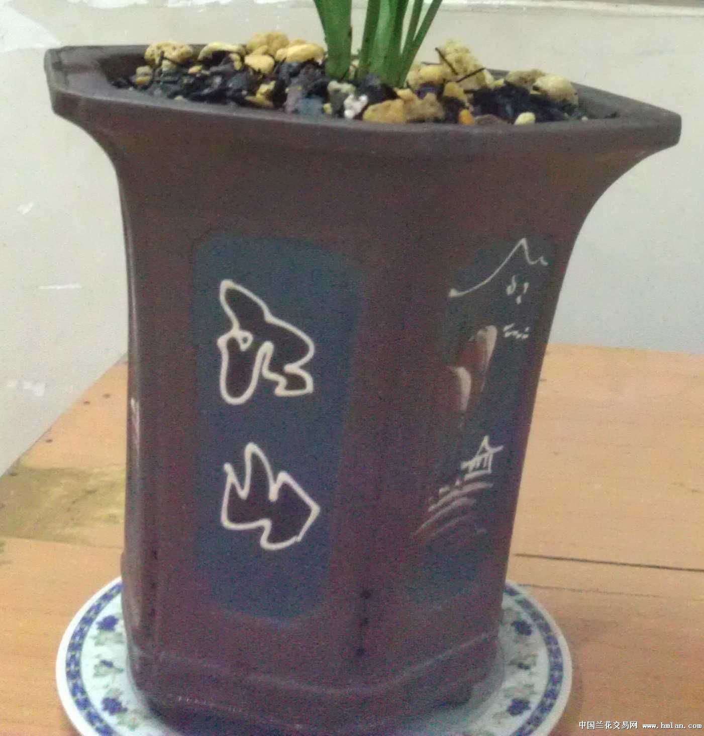 这样的花盆怎么浇水-以兰会友-中国兰花交易网