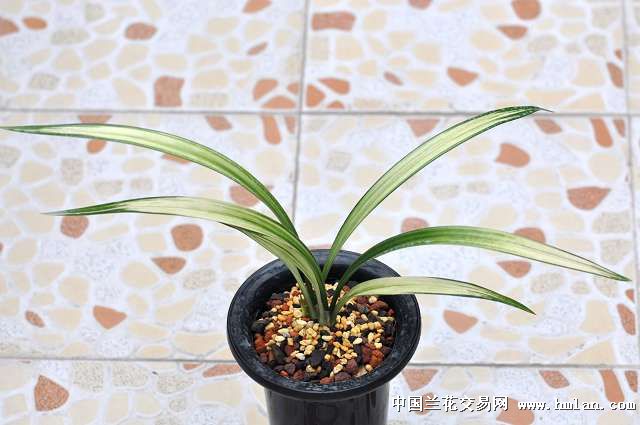 2012***赏芽***-墨兰篇-中国兰花交易网社区图片