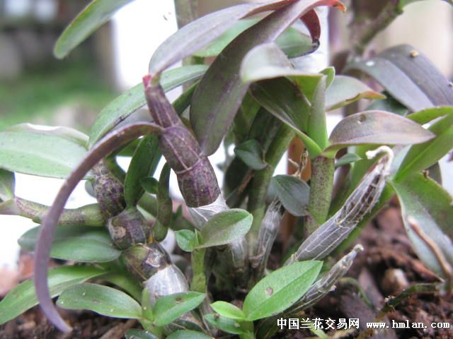 霍山铁皮石斛(紫红杆17)