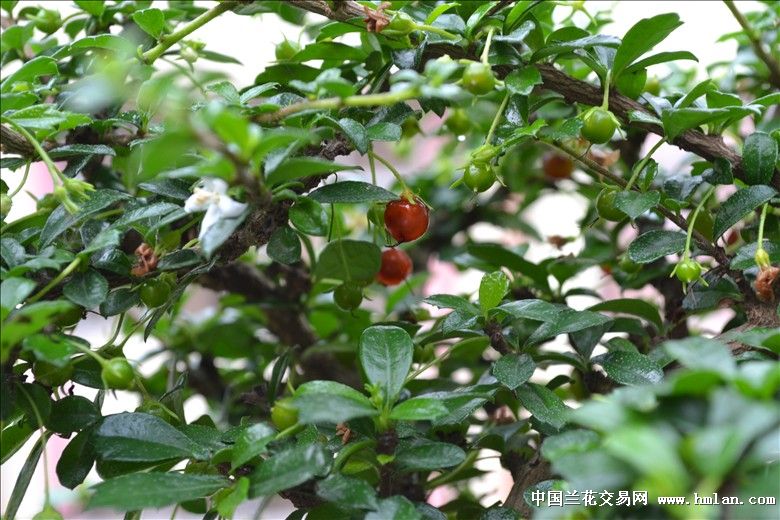 碗莲和小叶福建茶
