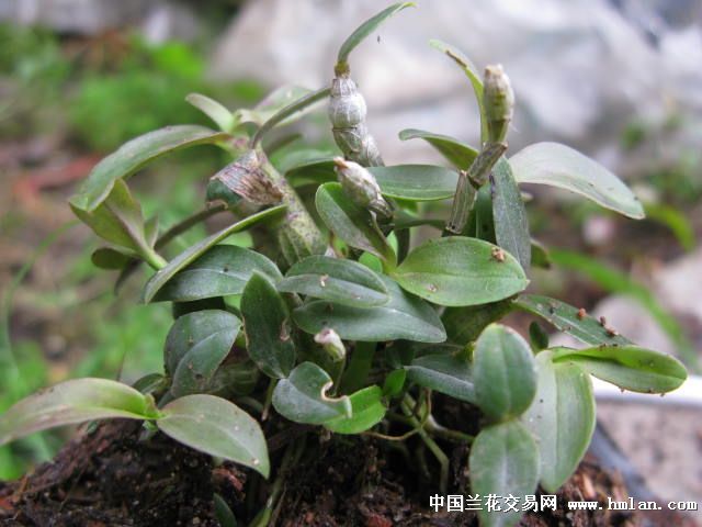 霍山铁皮石斛(紫杆21)