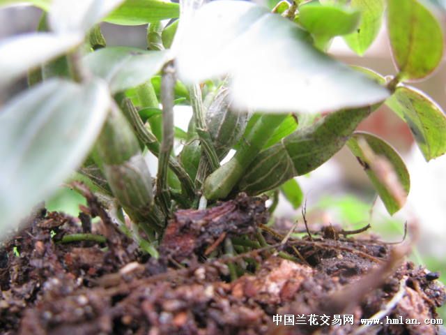 霍山铁皮石斛(紫杆21)
