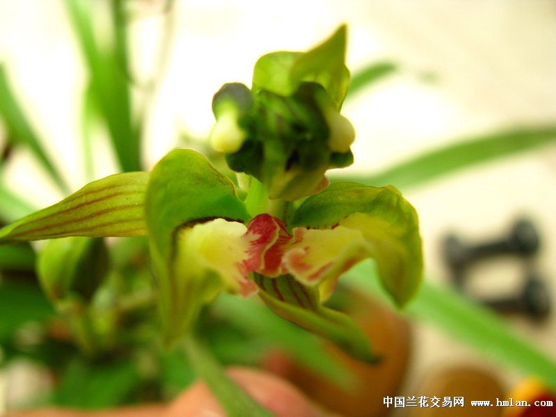 大屯麒麟2012