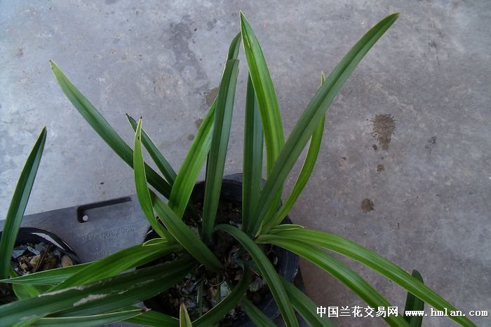 批发荷花素出白爪艺100棵 - 中国兰花交易网