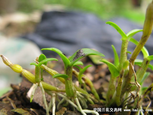 霍山米斛 中国兰花交易网