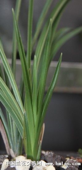 老种蕙兰之芽-建兰篇-中国兰花交易网社区