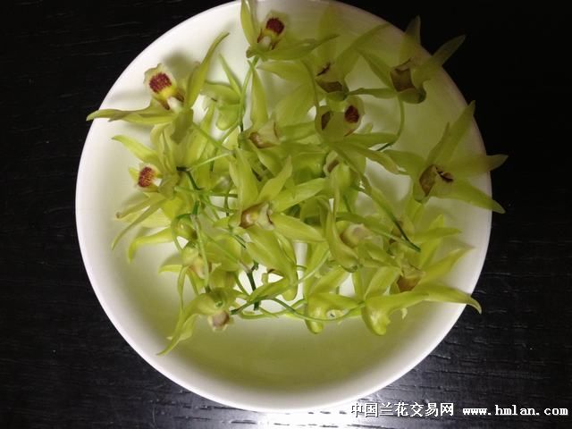 石斛花---剪下泡水-种养心得-中国兰花交易网社