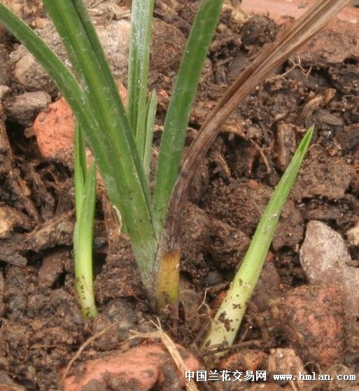 2012年6月兰芽汇集