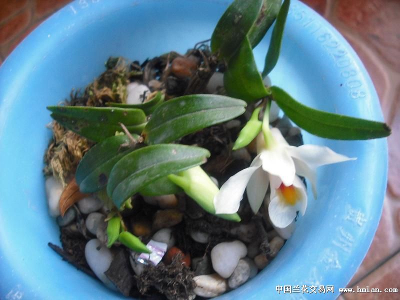 喉红石斛开花,没意思-石斛兰-中国兰花交易网社