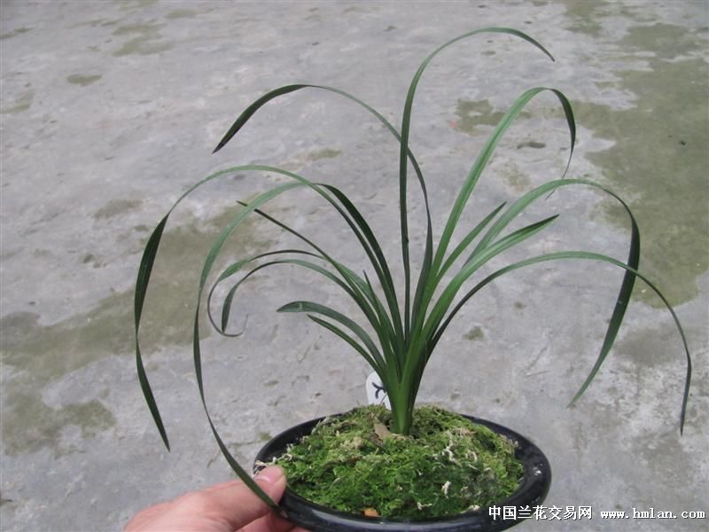 大一品 中国兰花交易网