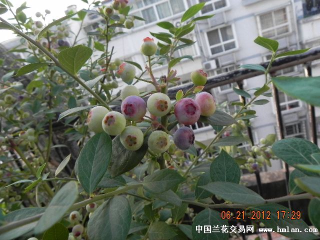 阳台上的蓝莓--成熟了-以兰会友-中国兰花交易