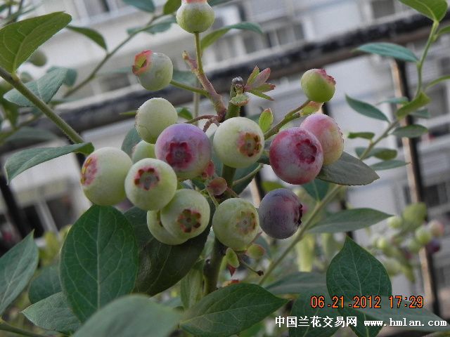 阳台上的蓝莓--成熟了-以兰会友-中国兰花交易