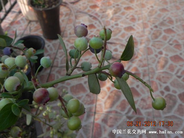 阳台上的蓝莓--成熟了-以兰会友-中国兰花交易