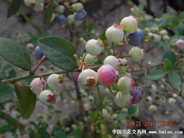 阳台上的蓝莓--成熟了-以兰会友-中国兰花交易
