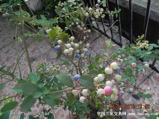 阳台上的蓝莓--成熟了-以兰会友-中国兰花交易