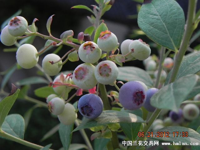 阳台上的蓝莓--成熟了-以兰会友-中国兰花交易