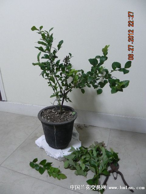 我是这样种蓝莓的-种养心得-中国兰花交易网社