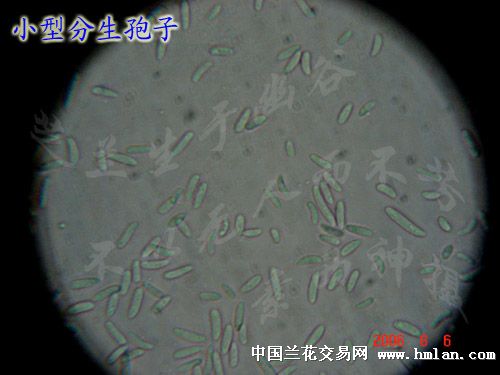 茎腐软腐的症状和它们的病原菌
