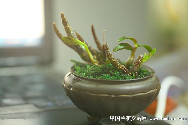 上个微型石斛盆景-盆景园艺-中国兰花交易网社