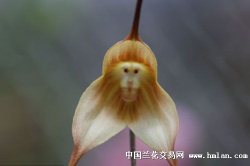 猴面小龙兰-热带兰-中国兰花交易网社区