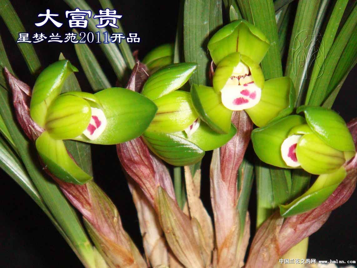 大富贵之星梦兰苑种养篇-种养心得-中国兰花交易网社区