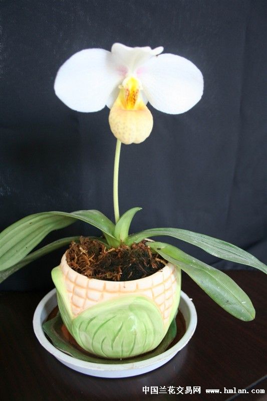 清香白花兜兰