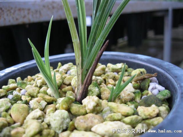 所有分类 下山新品 蕙兰 线艺 九龙呈祥