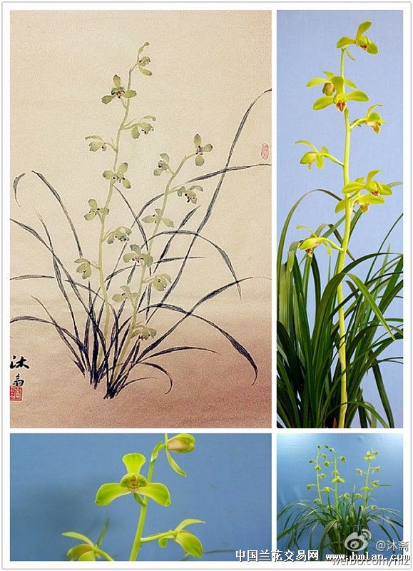 沐斋兰画兰话系列一蕙兰