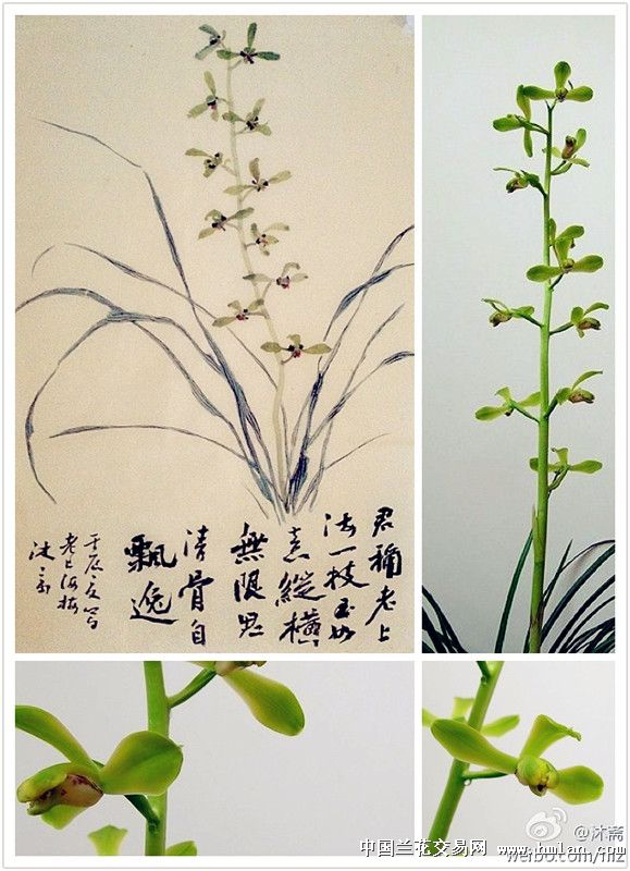沐斋兰画兰话系列一蕙兰