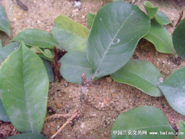 扦插的红含笑长根了