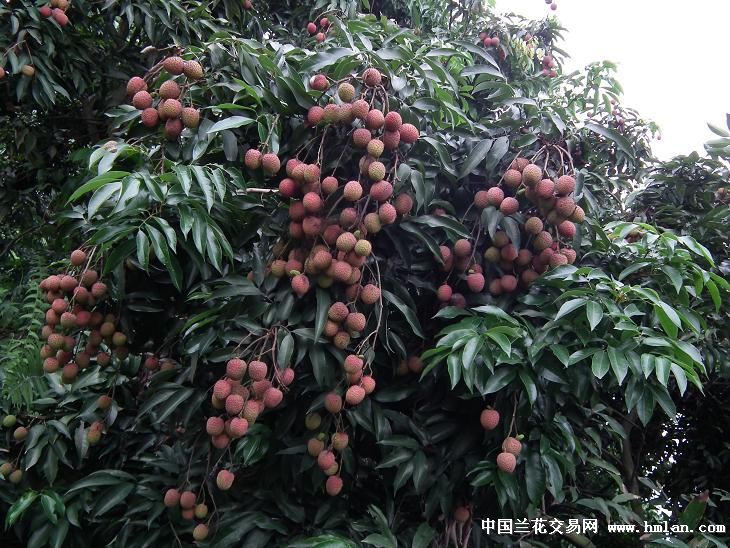 全国最迟晚熟优质荔枝 四川乐山 -茶余兰后-中