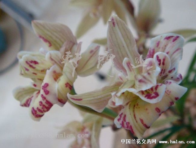 锦上添花:垄头子母2苗3芽1花箭特壮苗 - 中国兰花交易