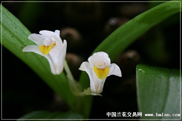 苏东升台湾*兰-27连珠绒兰-热带兰-中国兰花交易网社区