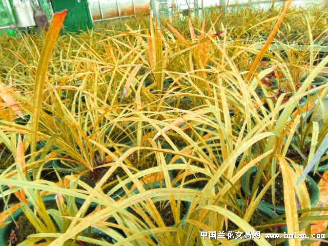 何鑫事件的收获:强光?湿养?软植料?-以兰会友