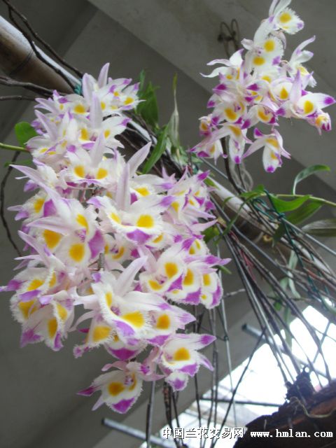 紫皮石斛花(仿原生态种植)-石斛兰-中国兰花交