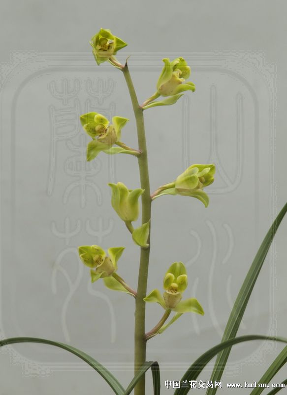 发个姓神的蕙兰--神梅-蕙兰篇-中国兰花交易网