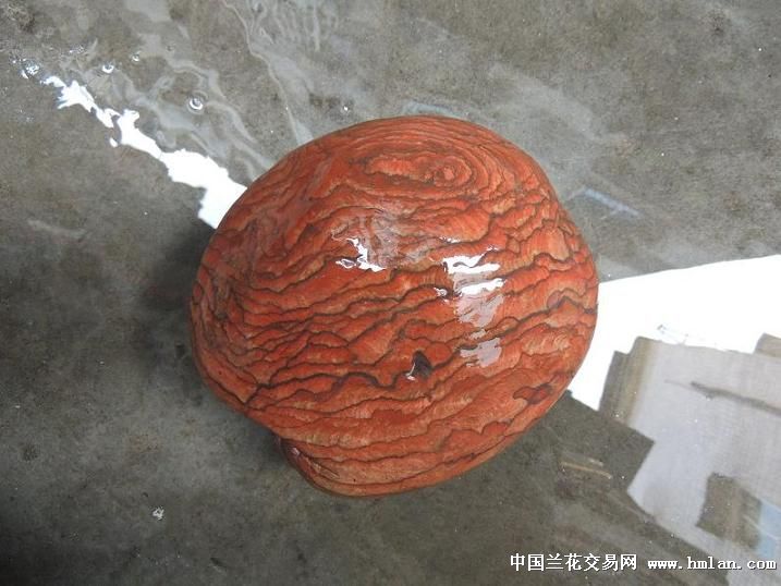 展示一块长江精品芙蓉石芙蓉花开