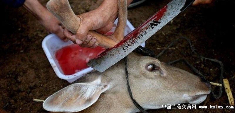 实拍东北残忍割鹿茸现场 为了金钱而“虐鹿”