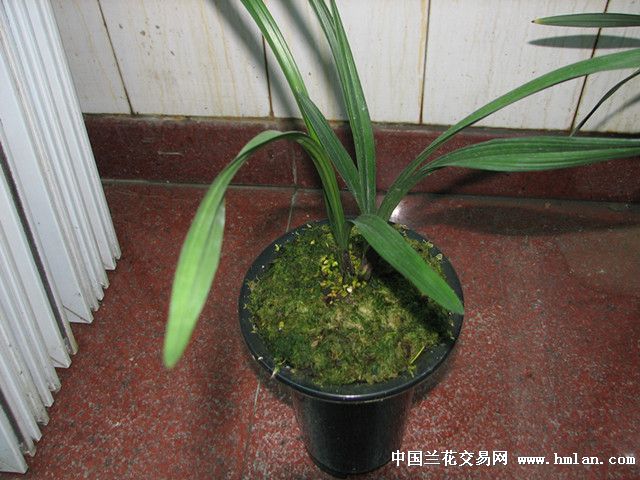 学林荷与邛州红荷-春剑篇-中国兰花交易网社区