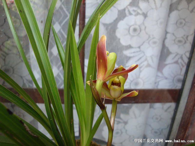 早开的春兰双花红梅-春兰篇-中国兰花交易网