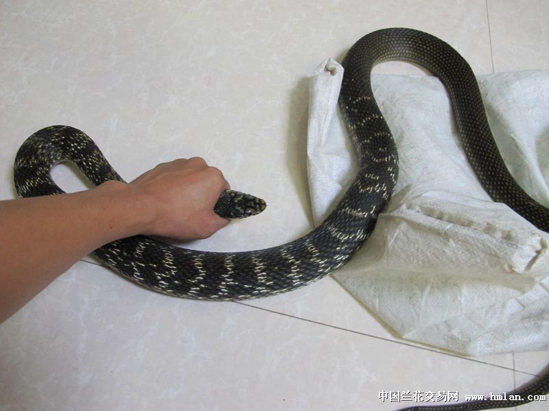 【重口味】抓到一条有点大的蛇!胆小勿入!