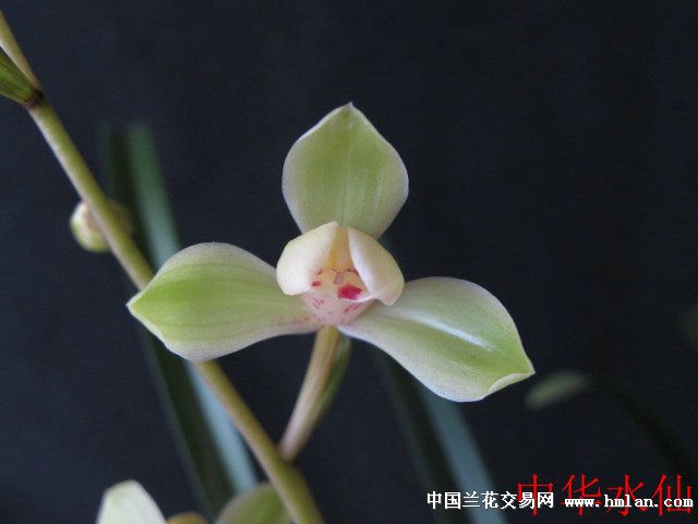 中华水仙,建兰中不能没有的品种之一。-建兰篇