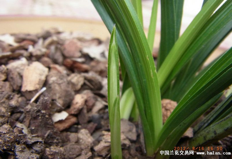 蕙兰先明后暗雪白水晶散斑中透艺