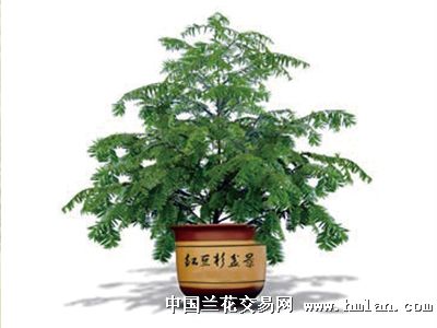 红豆杉3年生【4】