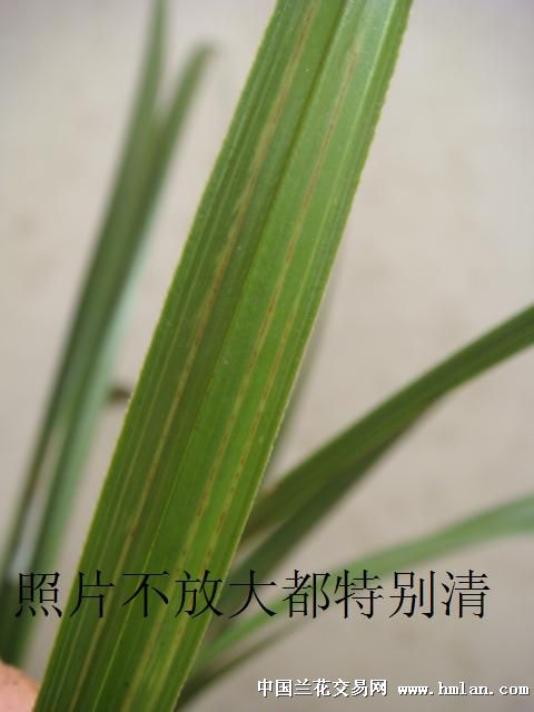 蕙兰蝶草