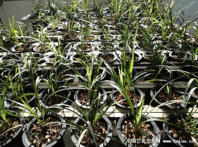 这样的光照算充足吧!下午2-3小时的直照.有间歇