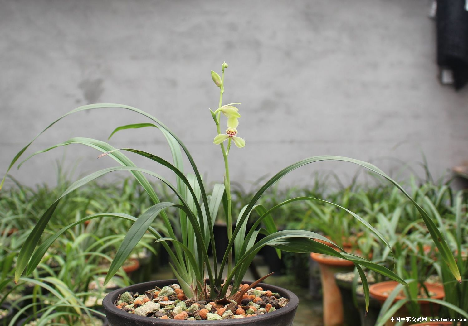 无常亦是美(直播贴,更新中.)-建兰篇-中国兰花交